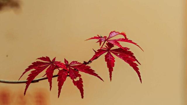 说情话比玩游戏更合适的生肖男