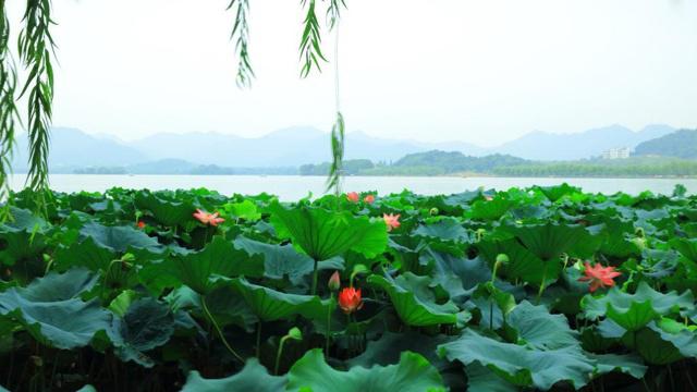 选择困难户 分分钟逼死人的生肖