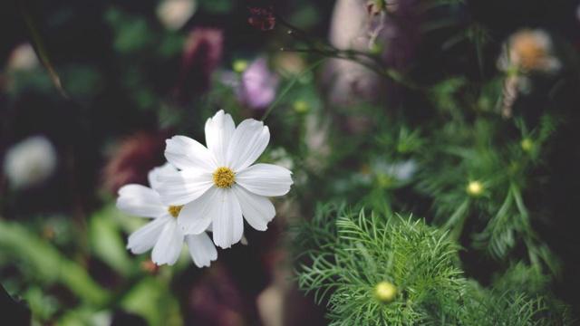 生日3月28日是什么星座 有何优缺点