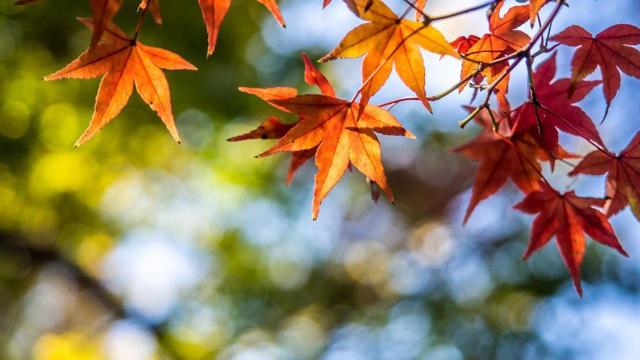 哪个星座女是情场高手 自信情商双在线