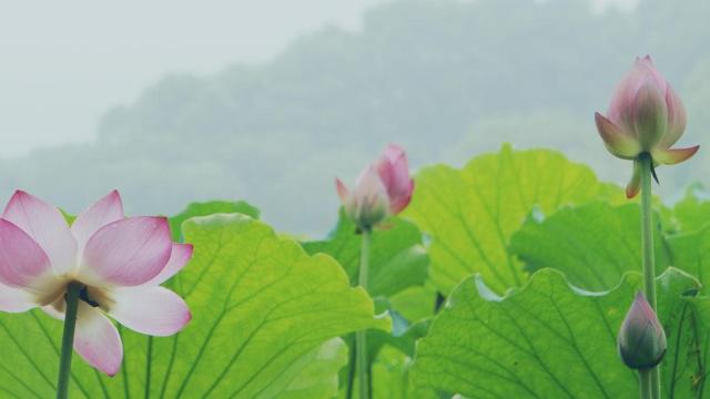 握手言欢是什么生肖 生肖猴或生肖龙