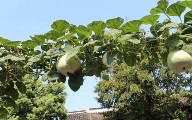 房屋倒塌影响风水吗