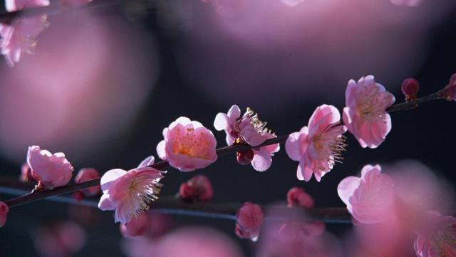 戊寅城头土命详解