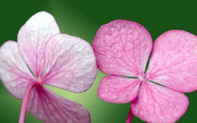 属虎人本命年春节怎么过？大揭秘！