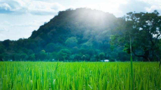 狮子如何顺利度过2025年第2波水逆 脚踏实地去面对